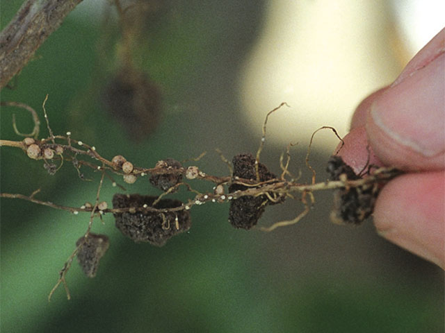 Syngenta is releasing a brand new source of SCN resistance, PI 89772, in a single soybean variety this year. 